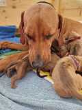 IMG-20230414-WA00151