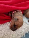 IMG-20230414-WA00161