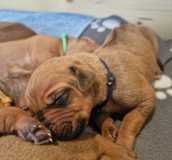 IMG-20230420-WA0003