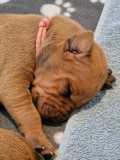 IMG-20230420-WA0009
