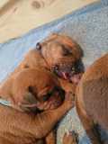 IMG-20230420-WA0011